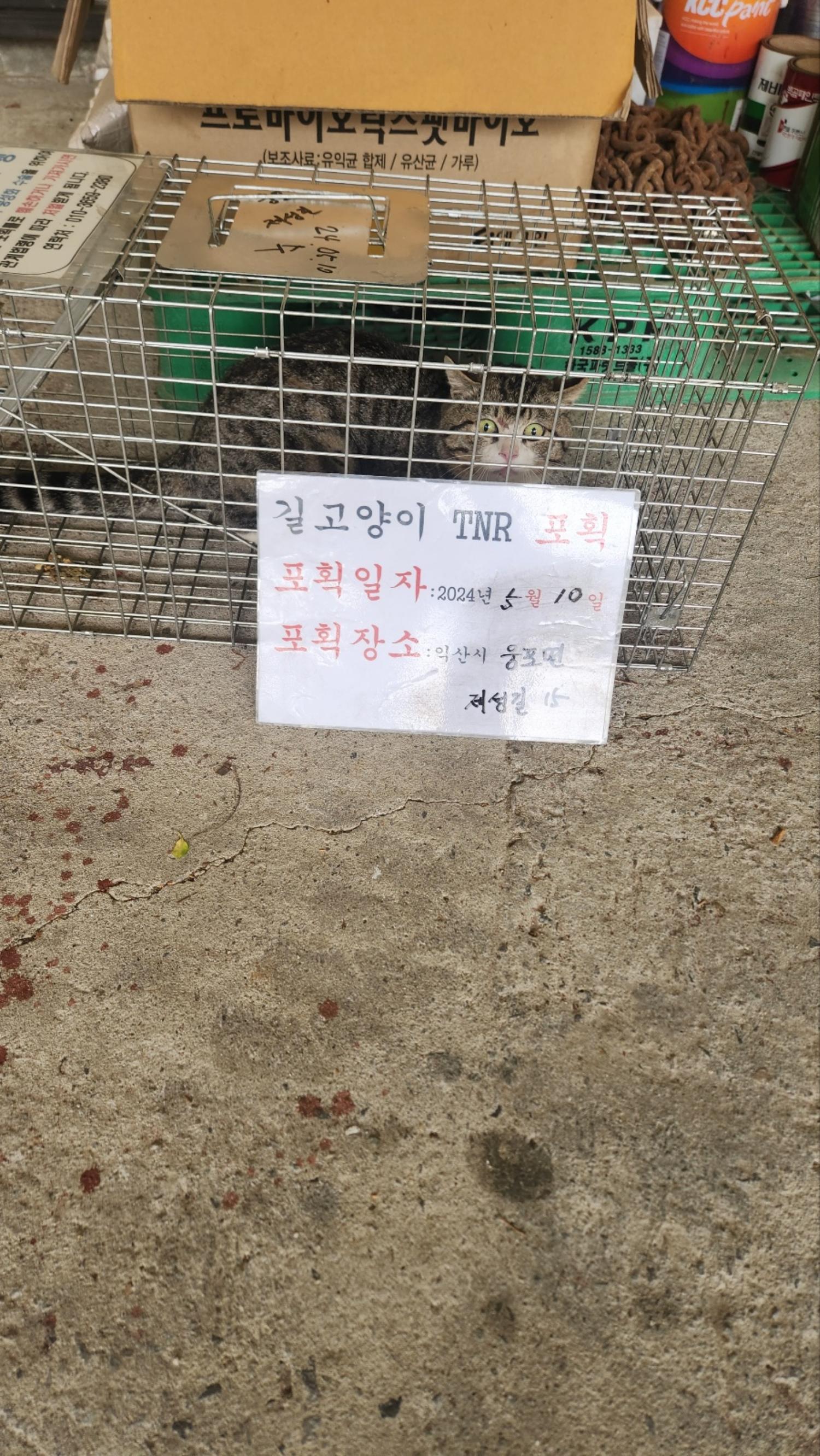 보호중동물사진 공고번호-전북-익산-2024-00700