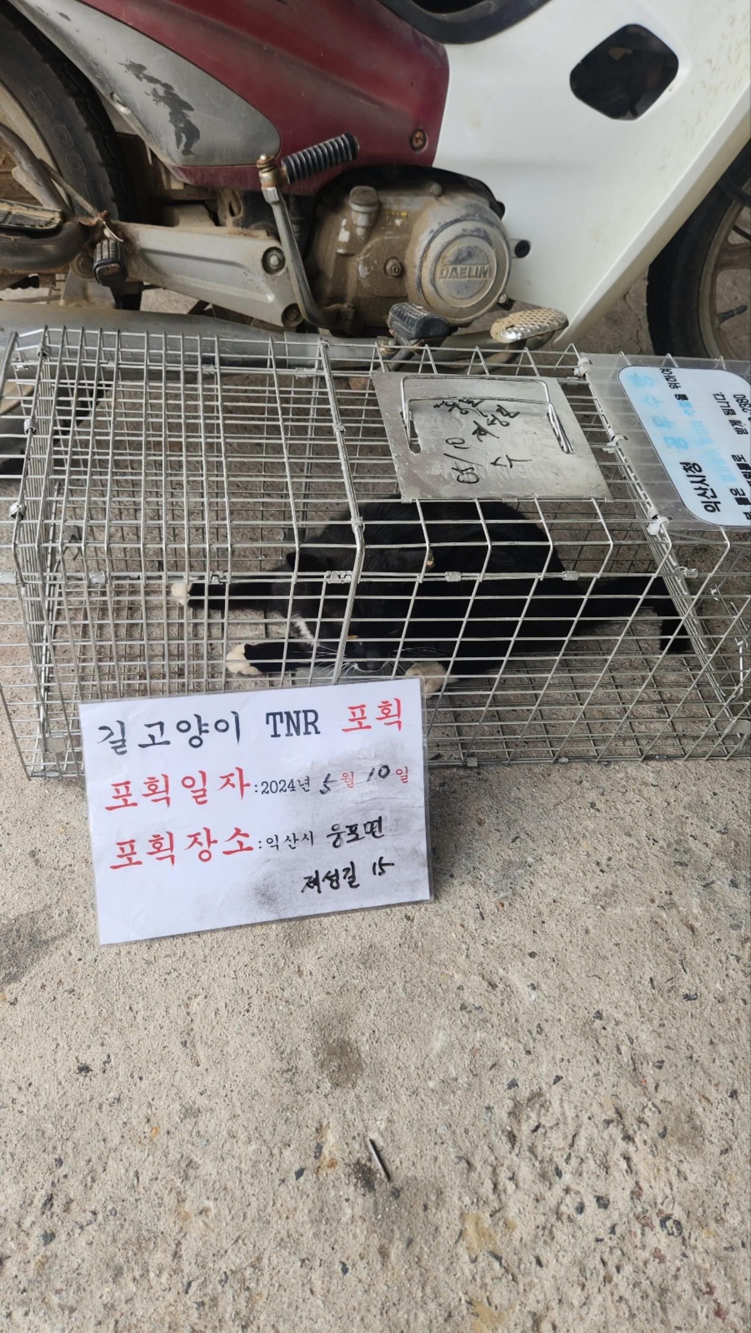 보호중동물사진 공고번호-전북-익산-2024-00710