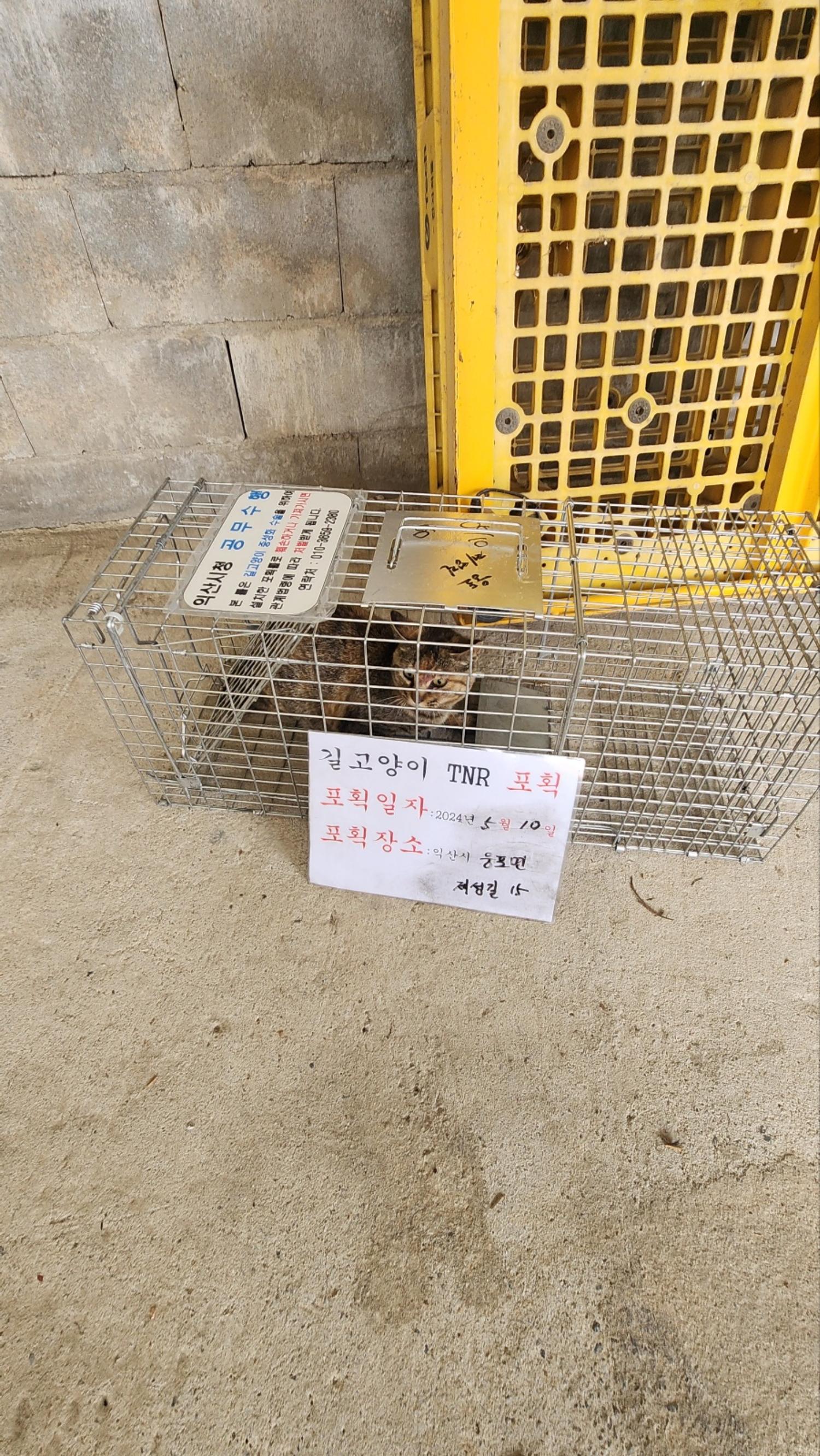 보호중동물사진 공고번호-전북-익산-2024-00706