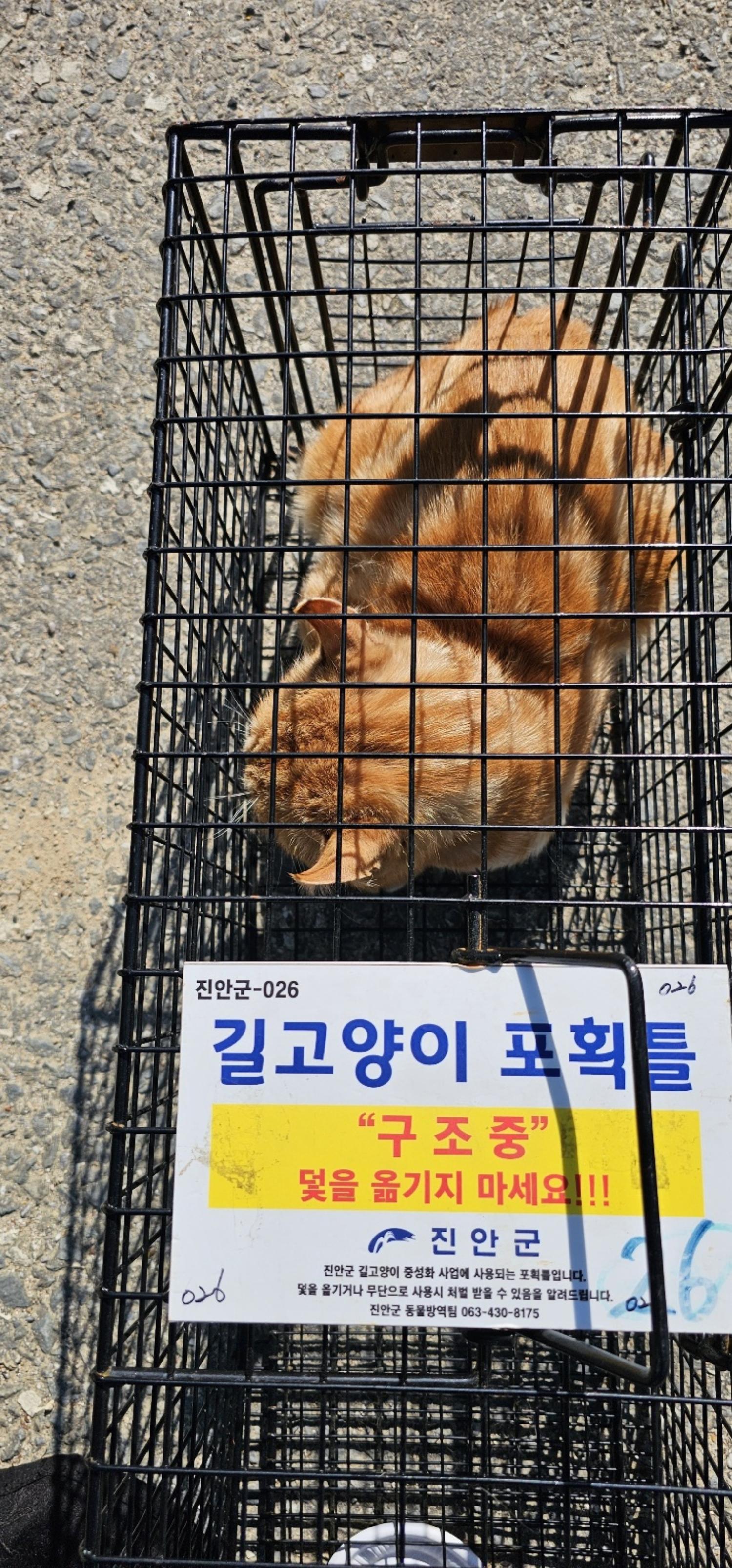 보호중동물사진 공고번호-전북-진안-2024-00236