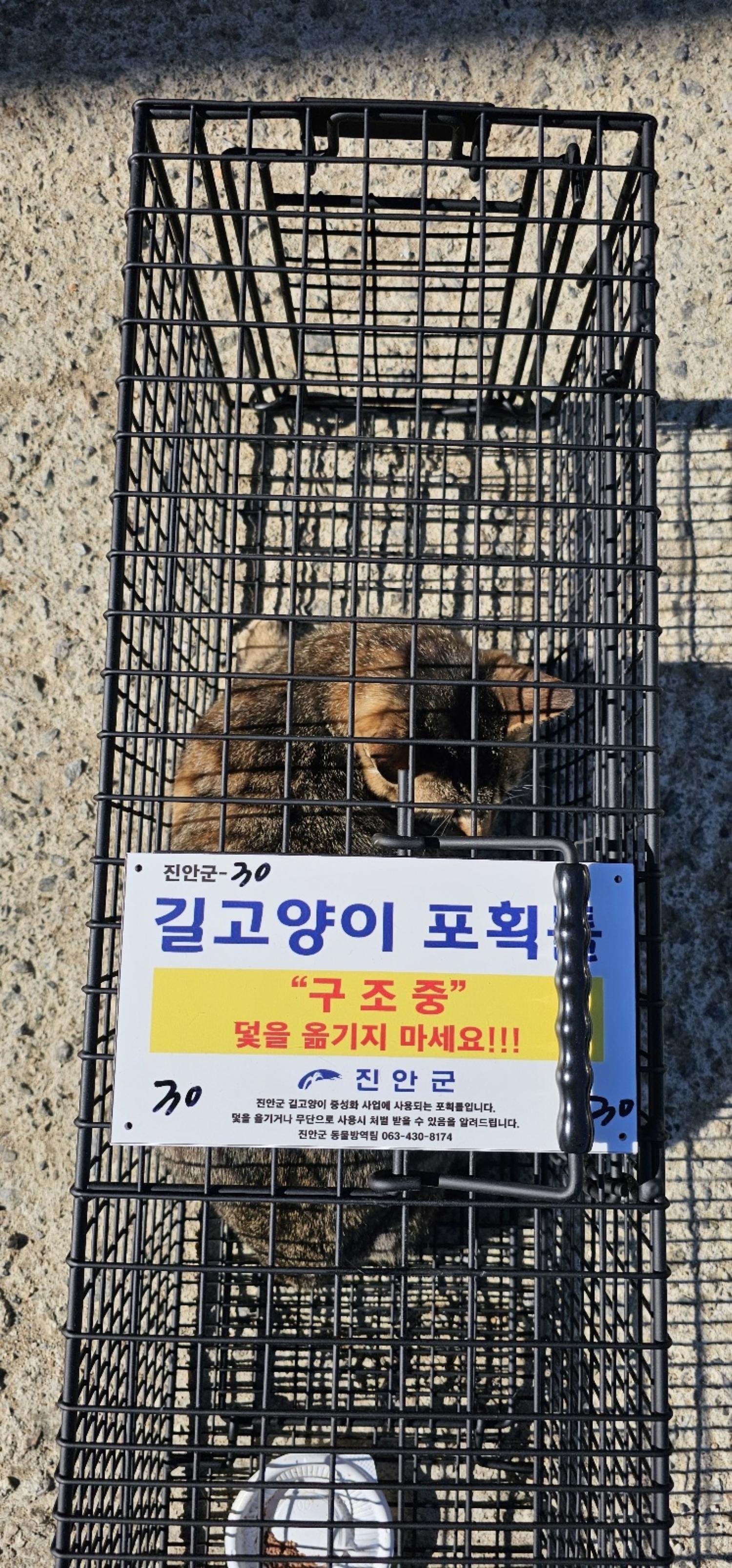 보호중동물사진 공고번호-전북-진안-2024-00240