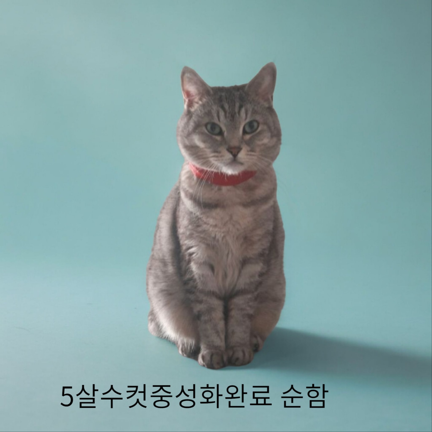 공고 번호가 경북-성주-2024-00218인 한국 고양이 동물 사진