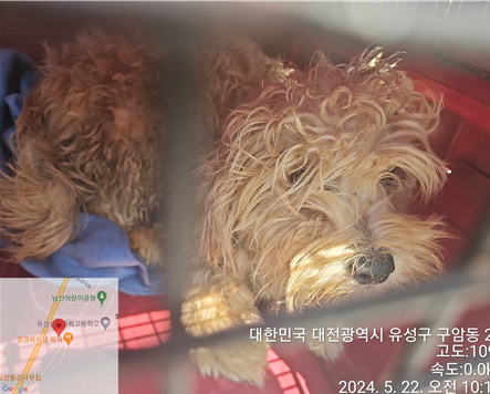 공고 번호가 대전-유성-2024-00161인 믹스견 동물 사진