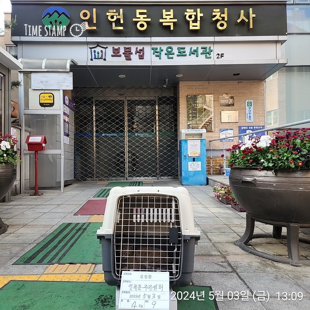 보호중동물사진 공고번호-서울-관악-2024-00155