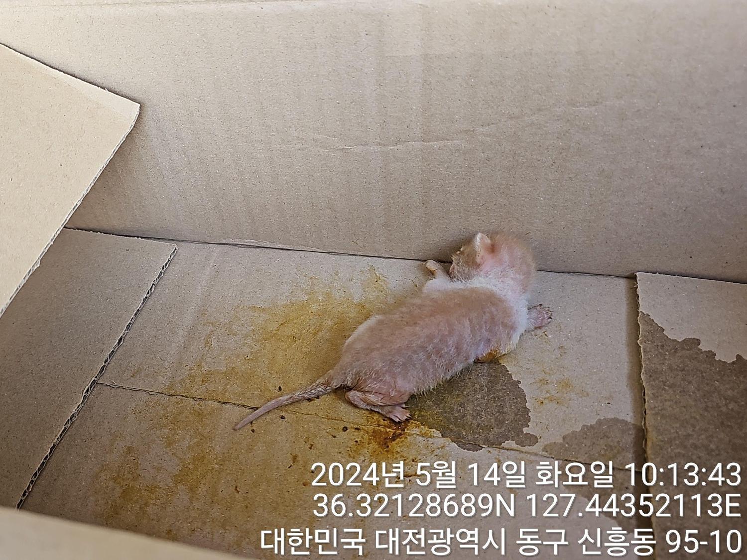 공고 번호가 대전-동구-2024-00129인 한국 고양이 동물 사진