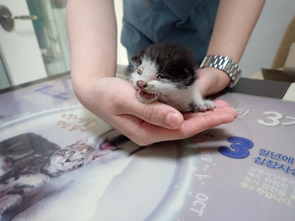 공고 번호가 대구-달성-2024-00340인 한국 고양이 동물 사진
