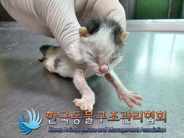 공고 번호가 경기-김포-2024-00331인 한국 고양이 동물 사진  