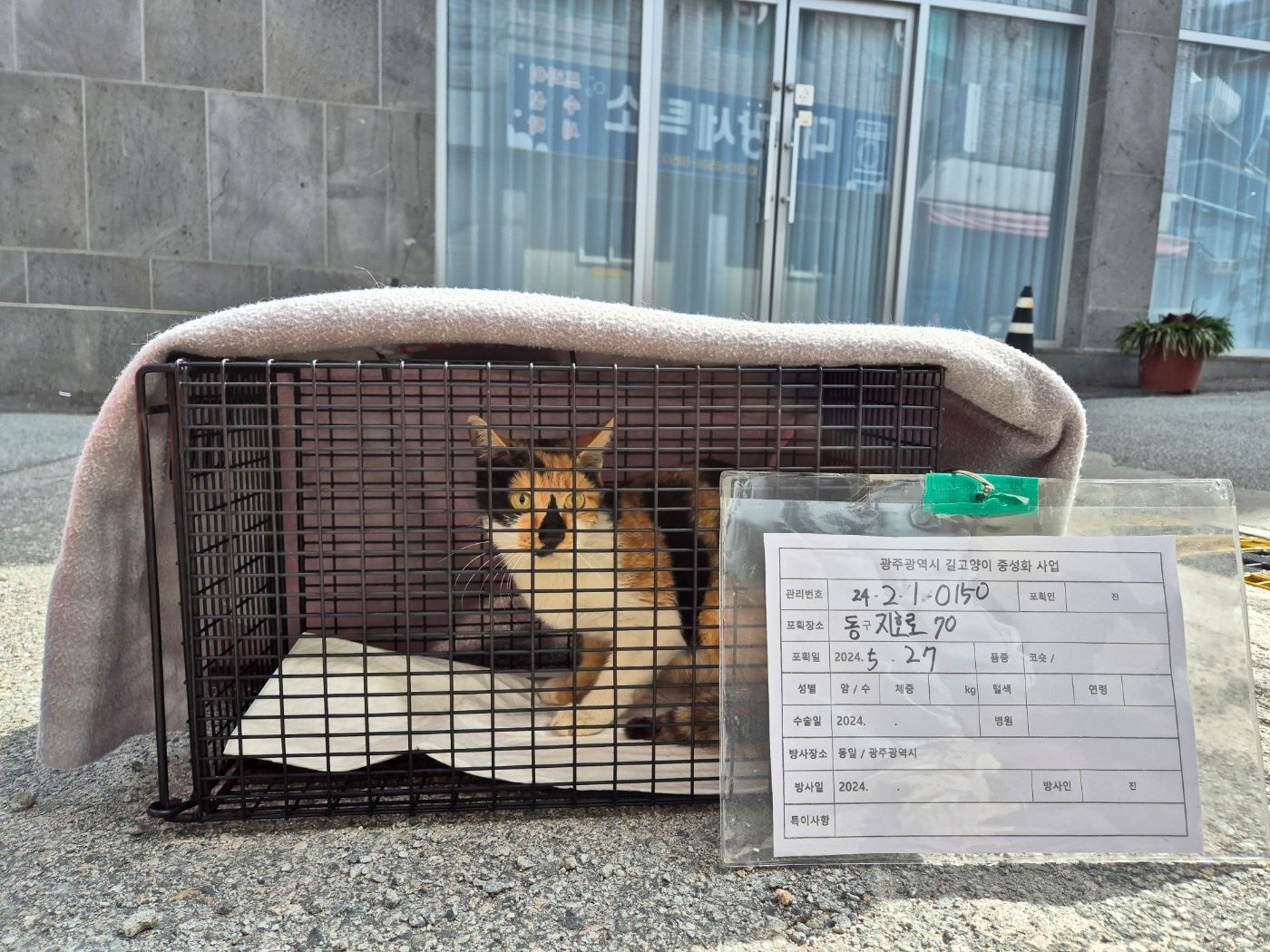 보호중동물사진 공고번호-광주-동구-2024-00152