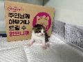 공고 번호가 경북-포항-2024-00291인 한국 고양이 동물 사진