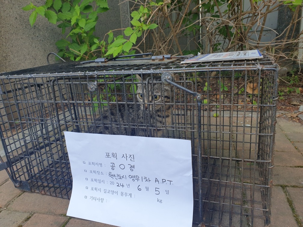 보호중동물사진 공고번호-충북-진천-2024-00190