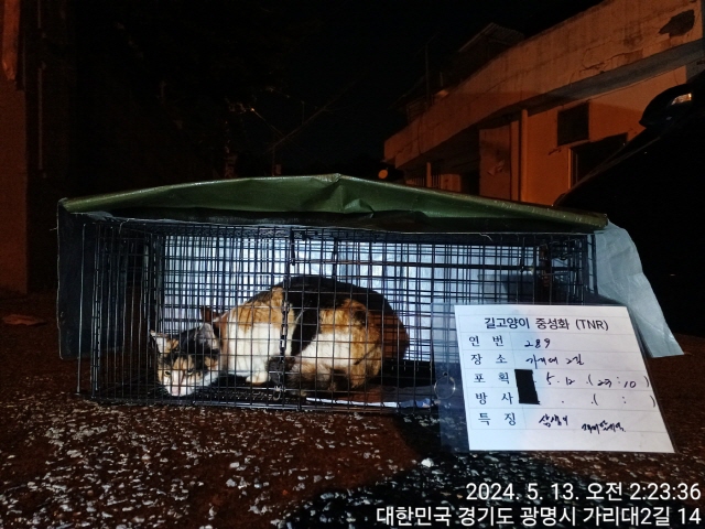 보호중동물사진 공고번호-경기-광명-2024-00291