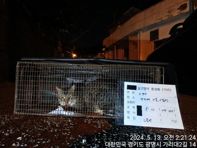 보호중동물사진 공고번호-경기-광명-2024-00292