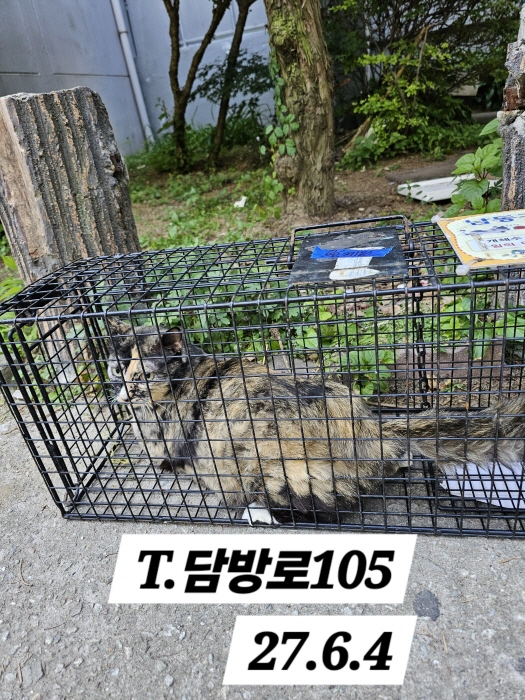 보호중동물사진 공고번호-인천-남동-2024-00349