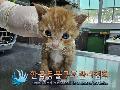 공고 번호가 경기-김포-2024-00277인 한국 고양이 동물 사진