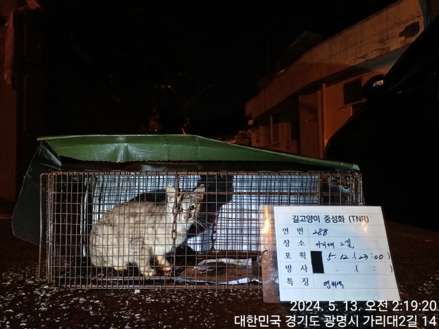 보호중동물사진 공고번호-경기-광명-2024-00290