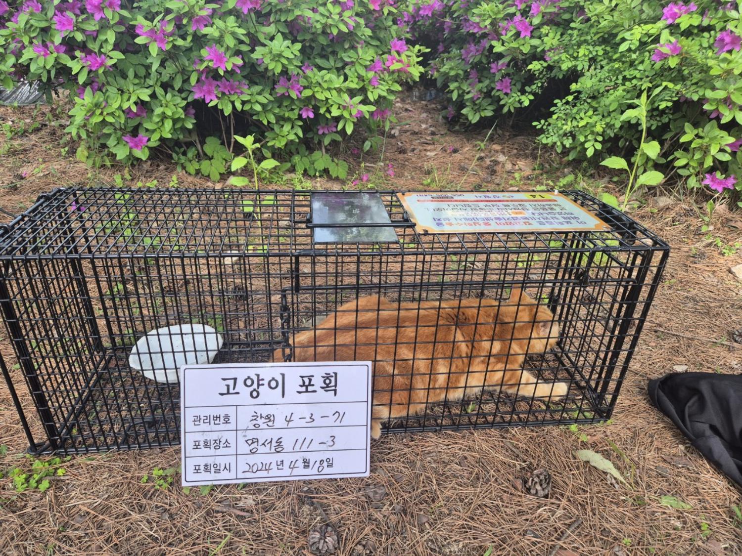 보호중동물사진 공고번호-경남-창원-2024-00421