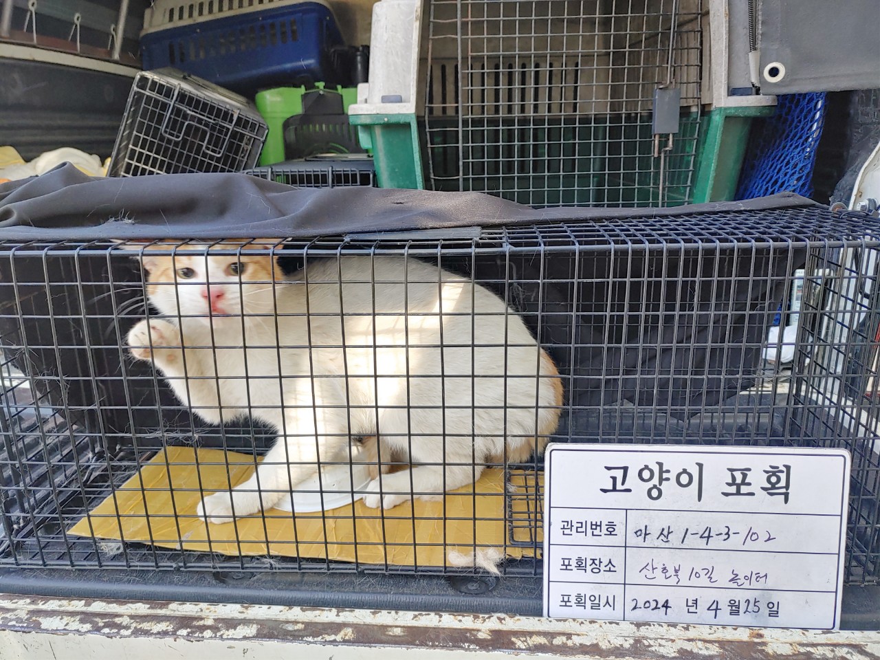 보호중동물사진 공고번호-경남-마산-2024-00571