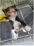 공고 번호가 부산-사상-2024-00057인 한국 고양이 동물 사진