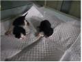 공고 번호가 부산-사상-2024-00060인 한국 고양이 동물 사진