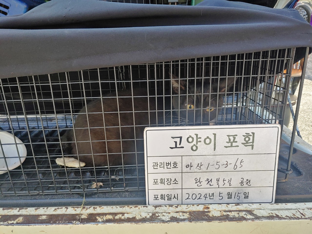 보호중동물사진 공고번호-경남-마산-2024-00737