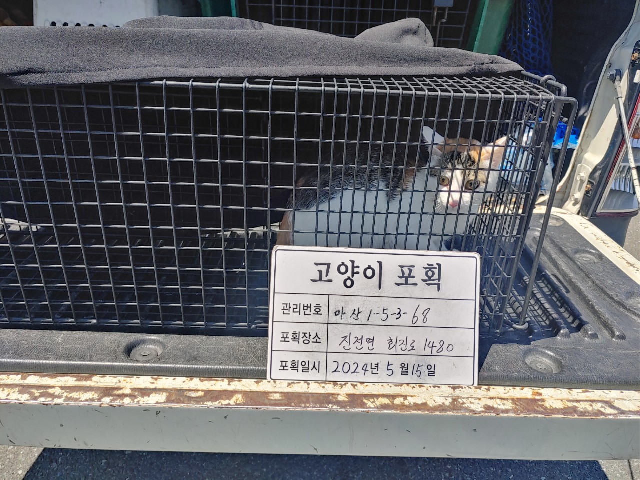 보호중동물사진 공고번호-경남-마산-2024-00740