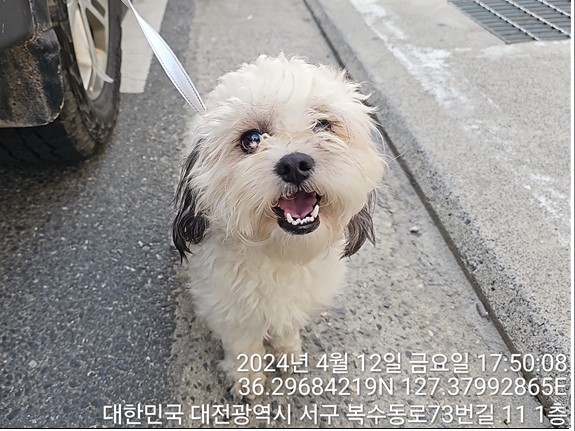 공고 번호가 대전-서구-2024-00111인 믹스견 동물 사진  