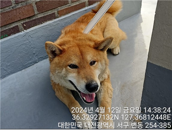 공고 번호가 대전-서구-2024-00110인 시바 동물 사진  