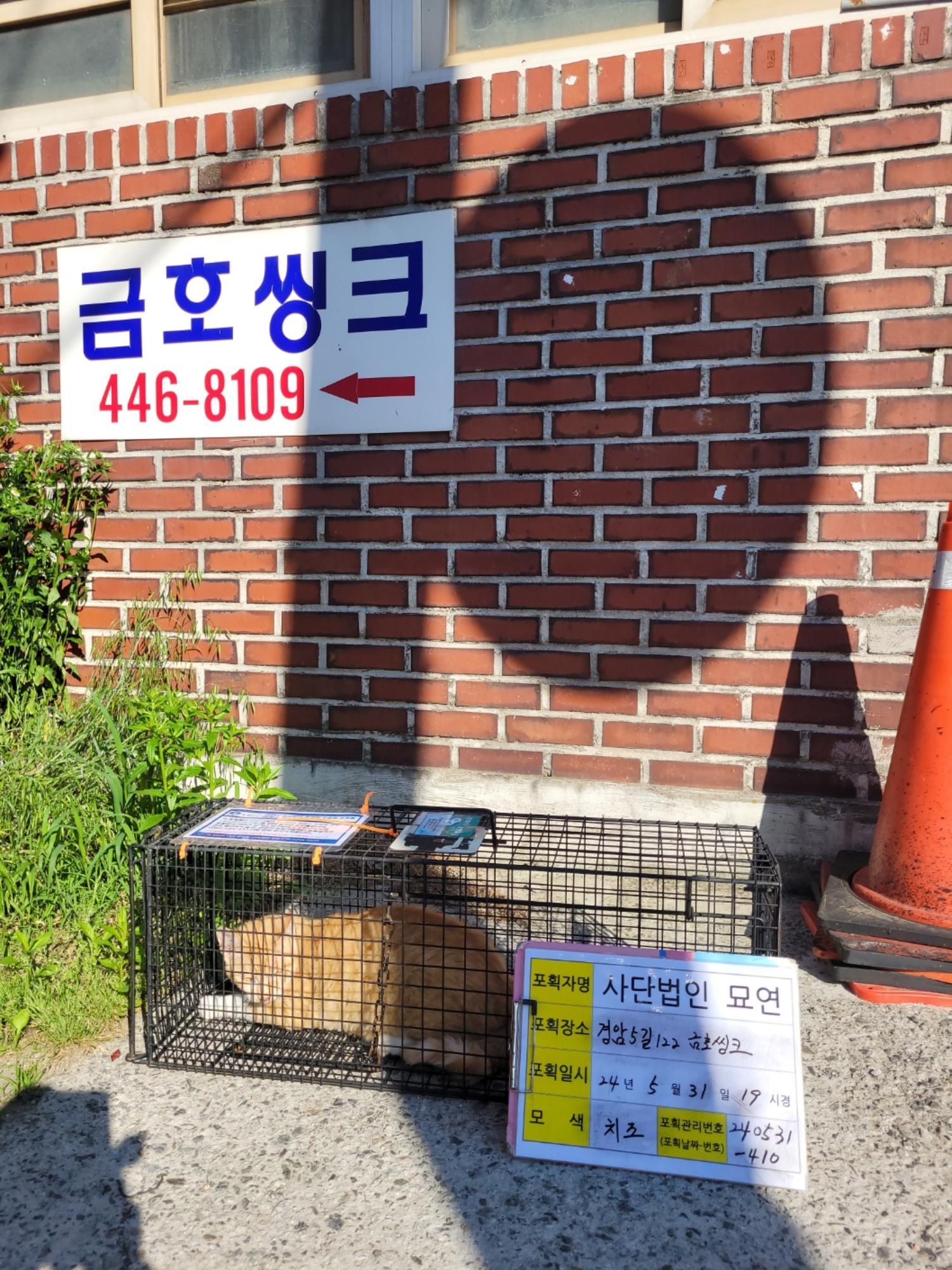 보호중동물사진 공고번호-전북-군산-2024-00464