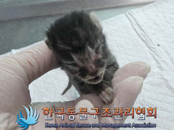 공고 번호가 경기-양주-2024-00224인 한국 고양이 동물 사진  