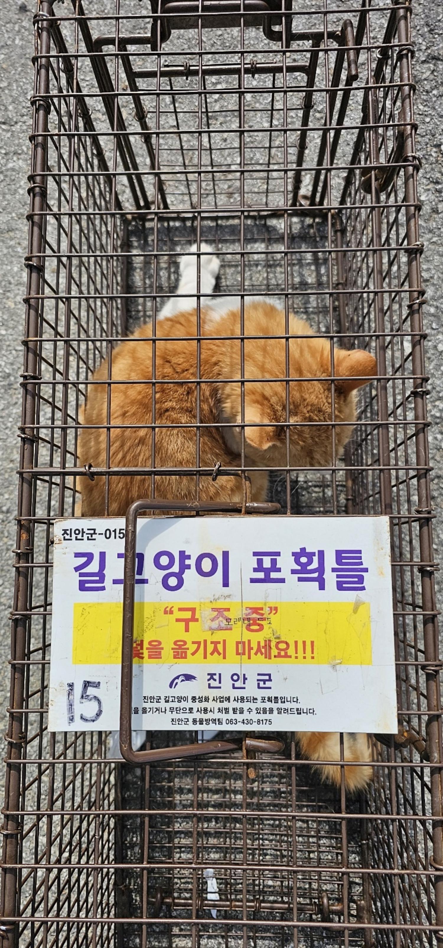 보호중동물사진 공고번호-전북-진안-2024-00188
