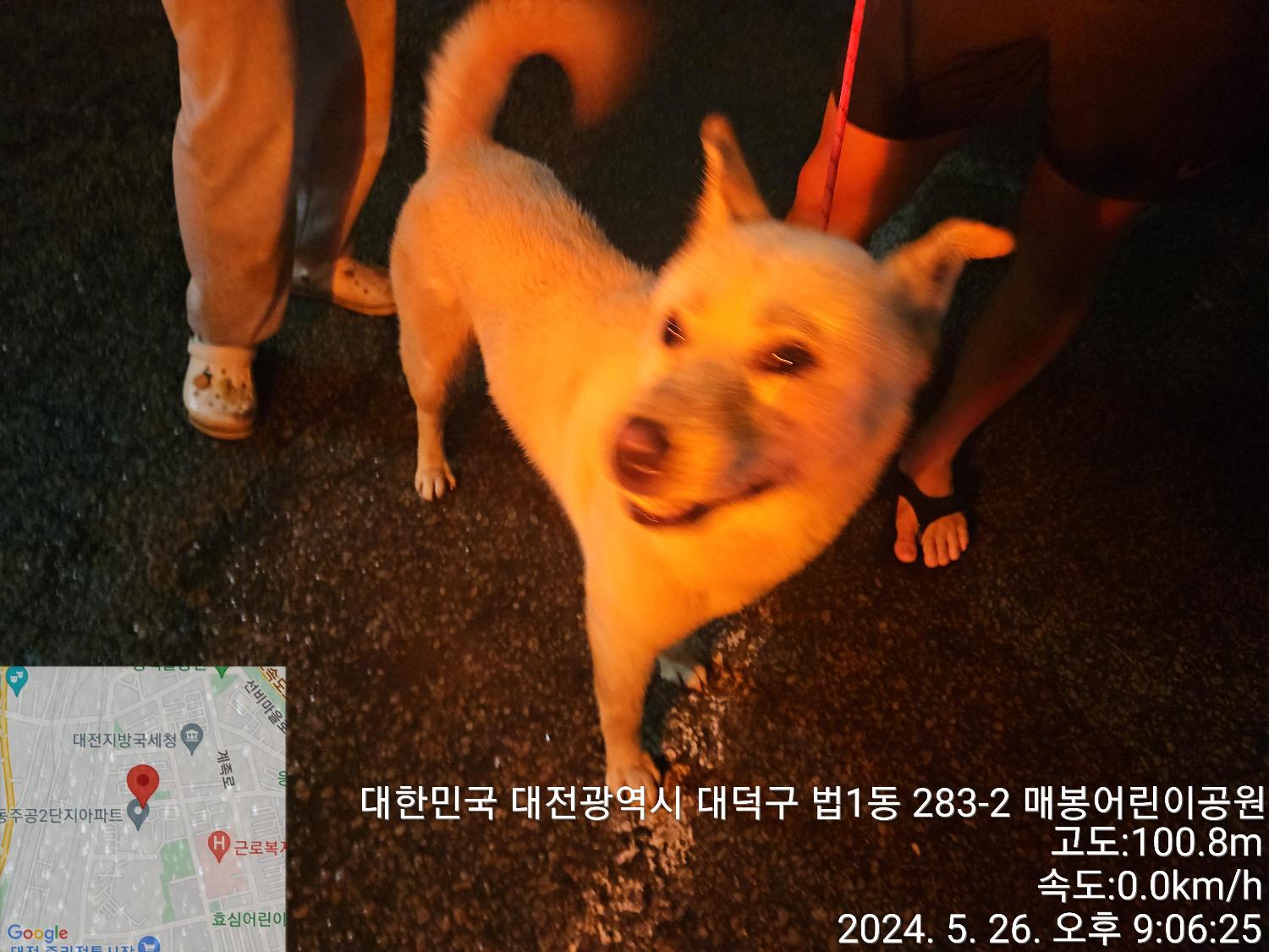공고 번호가 대전-대덕-2024-00098인 진도견 동물 사진  