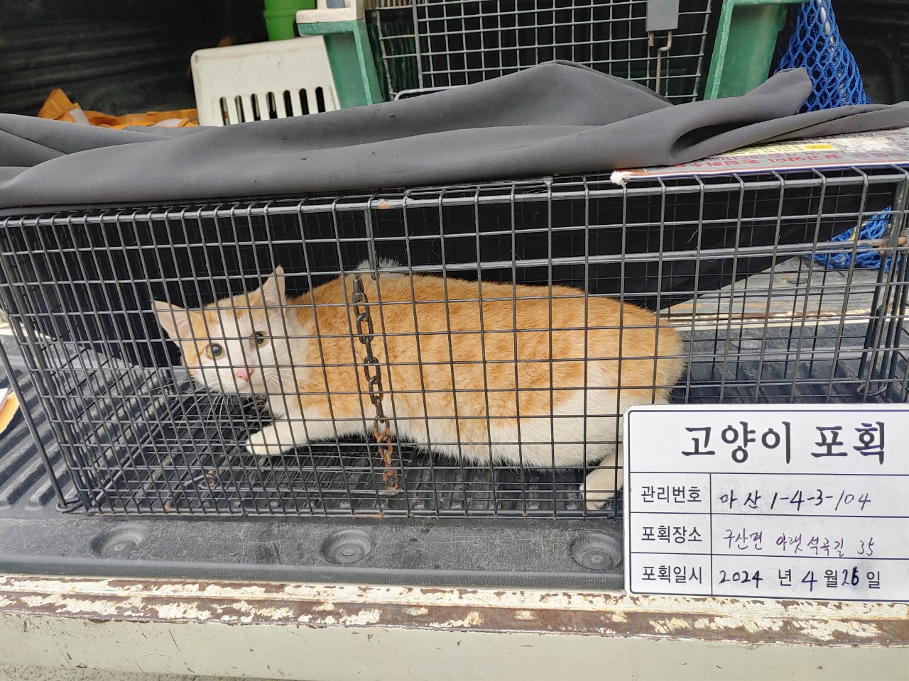 보호중동물사진 공고번호-경남-마산-2024-00578