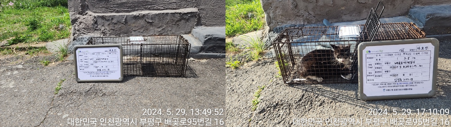 보호중동물사진 공고번호-인천-부평-2024-00232