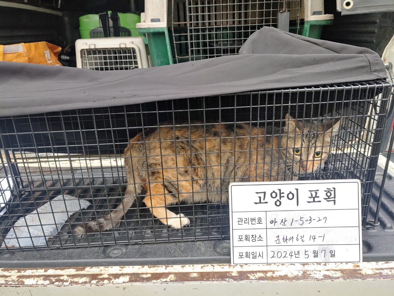 보호중동물사진 공고번호-경남-마산-2024-00650
