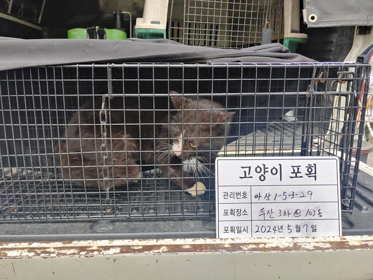 보호중동물사진 공고번호-경남-마산-2024-00652