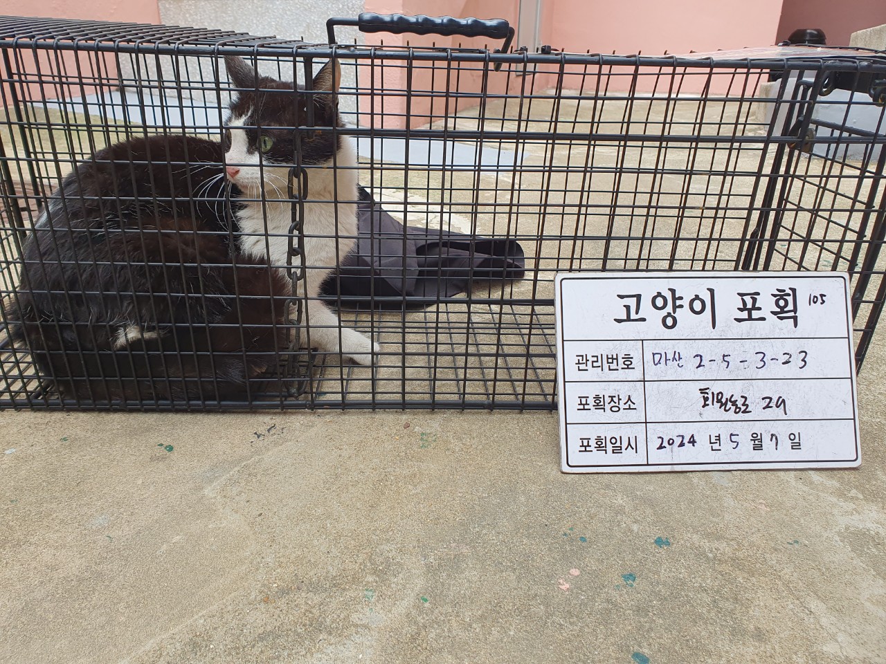보호중동물사진 공고번호-경남-마산-2024-00660
