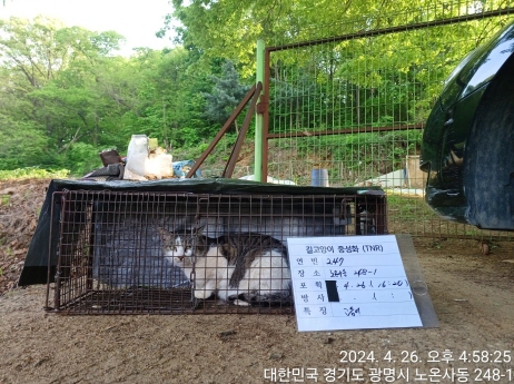 보호중동물사진 공고번호-경기-광명-2024-00255