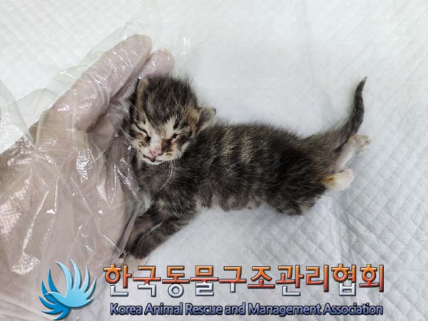 공고 번호가 경기-포천-2024-00415인 한국 고양이 동물 사진  