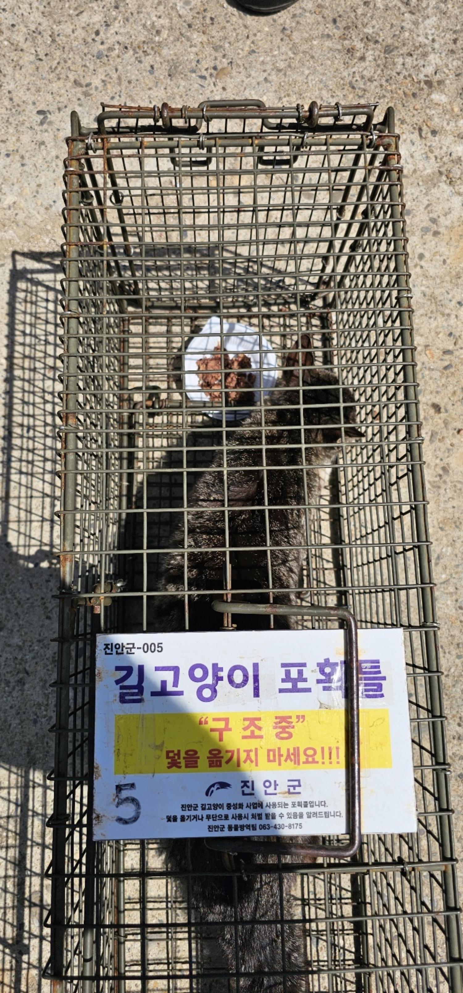 보호중동물사진 공고번호-전북-진안-2024-00281
