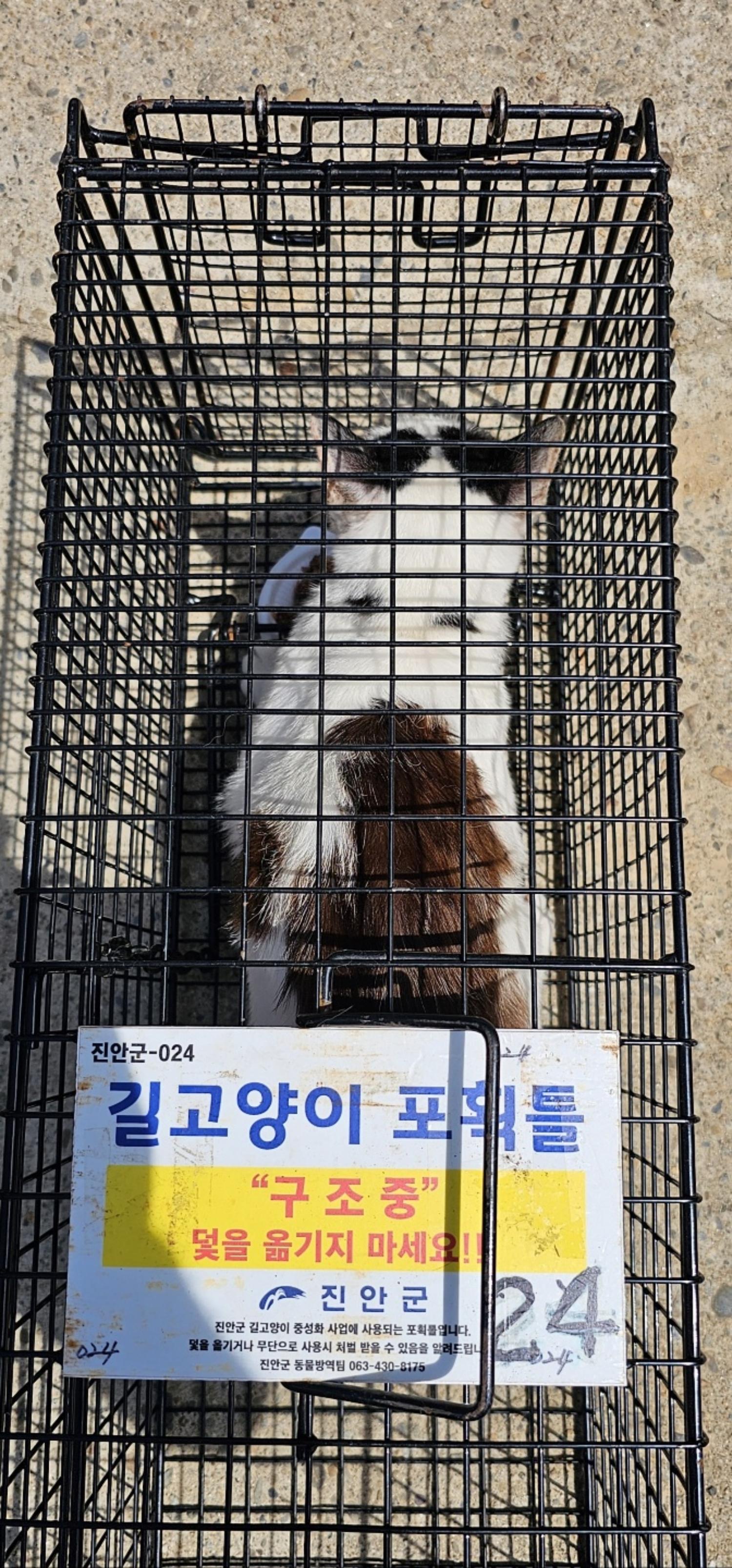 보호중동물사진 공고번호-전북-진안-2024-00282
