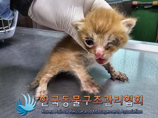 공고 번호가 서울-노원-2024-00039인 한국 고양이 동물 사진  