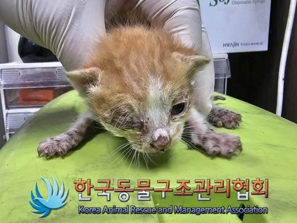 공고 번호가 서울-노원-2024-00040인 한국 고양이 동물 사진  