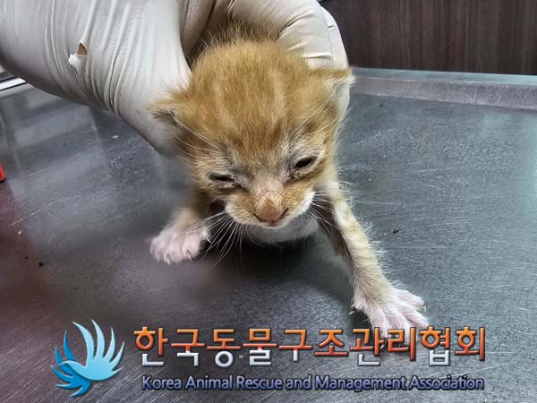 공고 번호가 서울-금천-2024-00046인 한국 고양이 동물 사진  