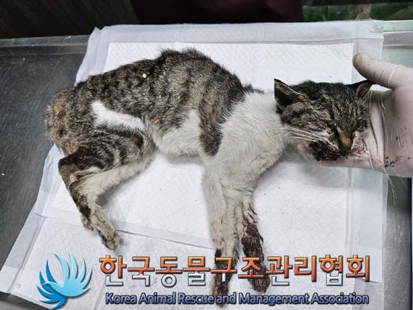 공고 번호가 서울-강북-2024-00072인 한국 고양이 동물 사진  