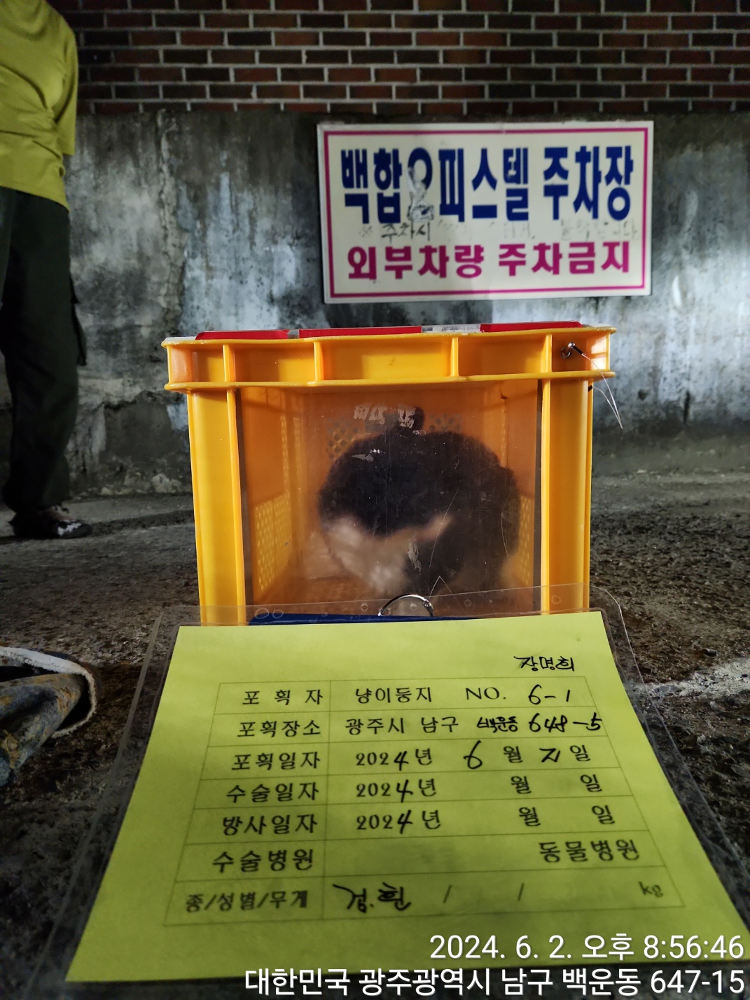 보호중동물사진 공고번호-광주-남구-2024-00087