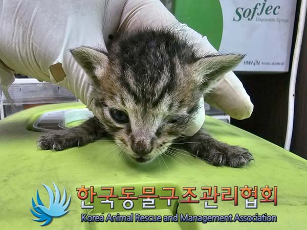 공고 번호가 경기-김포-2024-00366인 한국 고양이 동물 사진  
