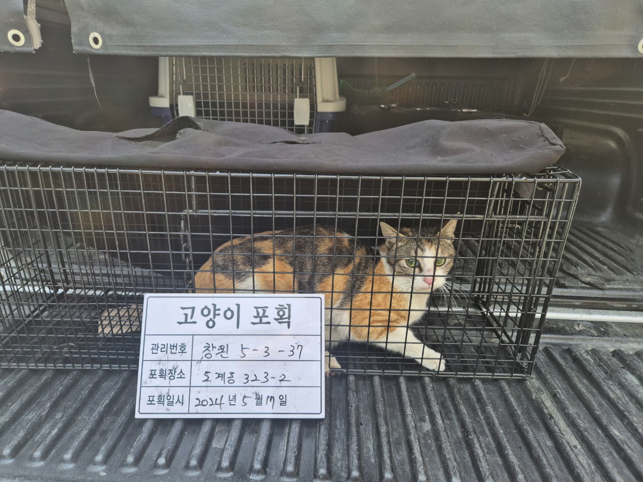 보호중동물사진 공고번호-경남-창원-2024-00541