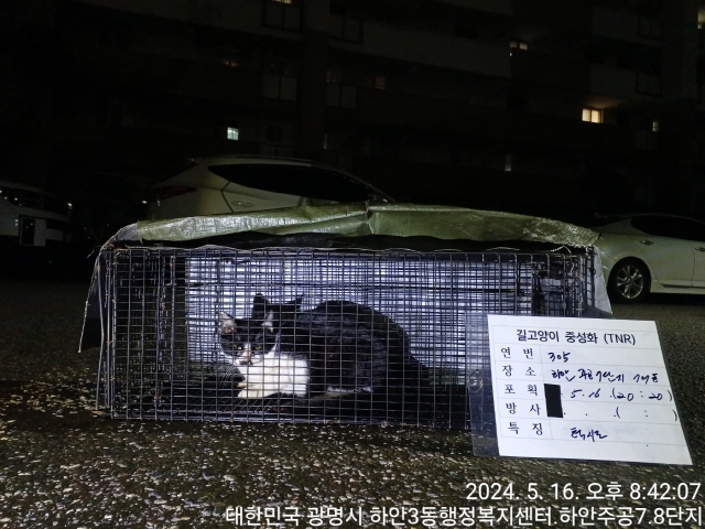 보호중동물사진 공고번호-경기-광명-2024-00301