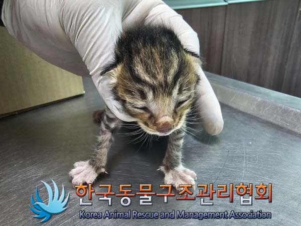 공고 번호가 서울-송파-2024-00036인 한국 고양이 동물 사진  
