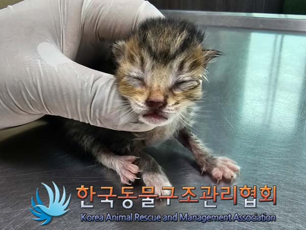 공고 번호가 서울-송파-2024-00038인 한국 고양이 동물 사진  